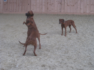Hund