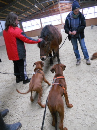 welpen